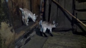 Козлята играют в царь горы. Козлятам 6 дней