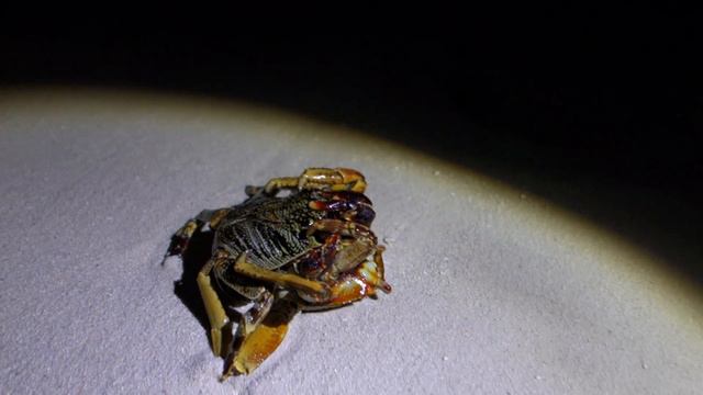 Rock Crabs mating @ Maldives