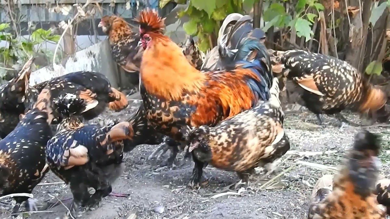 Павловская Золотистая, #куры,  Алтай, Первый снег, Солнечное Гало, Осень #Pavlovskie_Chickens