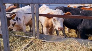 Бычки в Лихой.27.09.24г,т. 8 909 408 9387