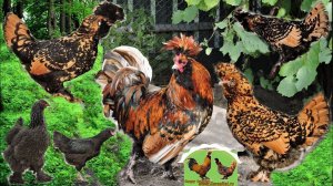 Pavlovskie chickens, Павловские куры, Гилянская, Брама тёмная