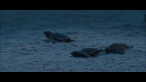 The last song - Turtle Scene