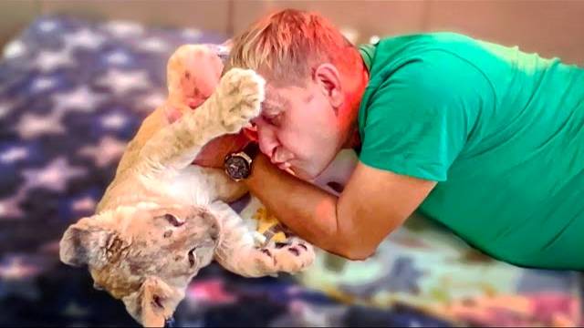 НЕЖНОСТЬ! Покалеченный львенок так мило ластится к спасшему его Олегу Зубкову!