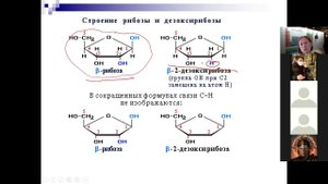 Углеводы 3