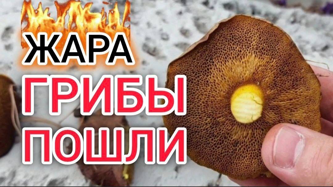 Жара, грибы пошли в очень необычном лесу! Грибник в шокее!