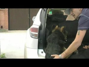 Один из способов научить собаку запрыгивать в багажник машины
