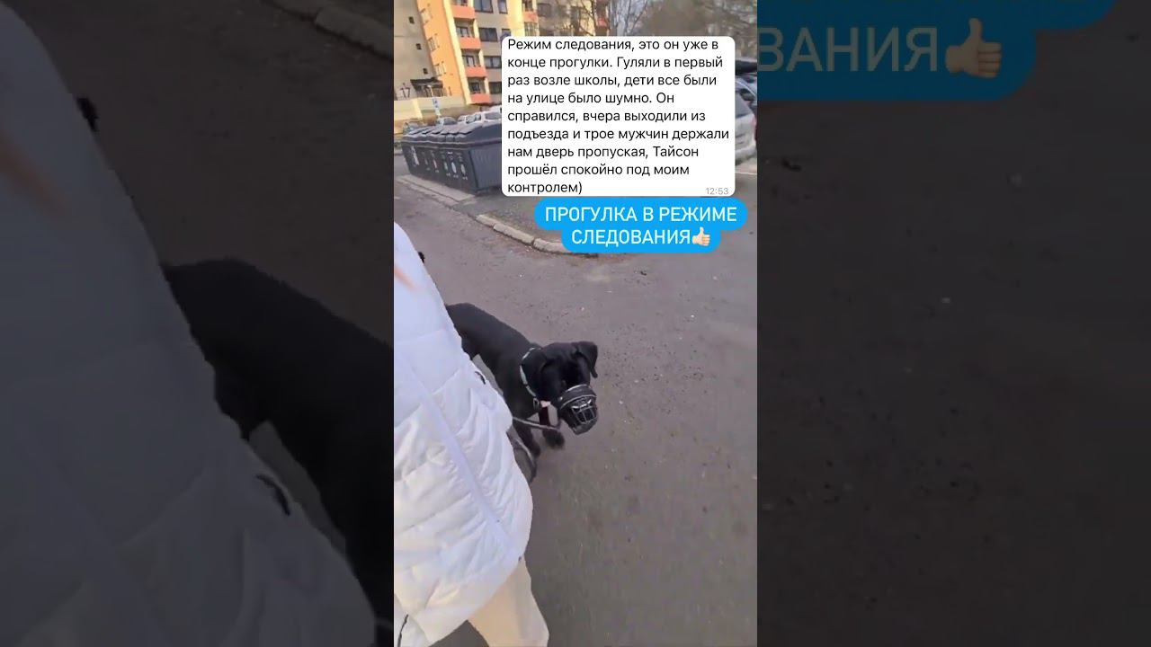 Прогулка с собакой. Результаты обучения в школе Антуана Наджаряна #прогулкассобакой #дрессировка