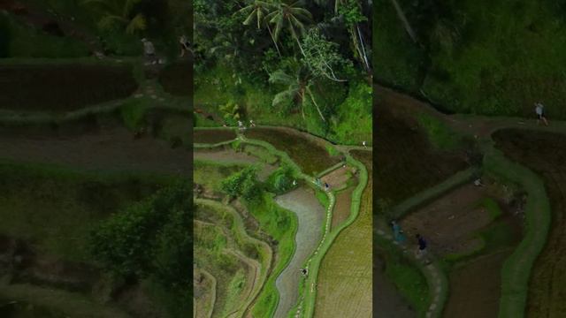 Живописные рисовые террасы Тегаллаланг на острове Бали. Tegallalang Rice terraces in Bali.