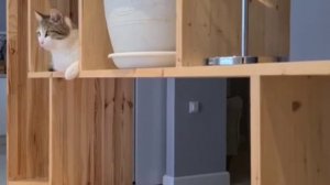 Коты играют. Прикольные коты
