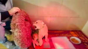 Львенок НЕ БУДЕТ ЛЮБИТЬ белые халаты, ведь приходится его даже ЗЛИТЬ, чтобы ЗАСТАВИТЬ ХОДИТЬ!