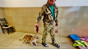 ДО СЛЕЗ! Покалеченный львенок САМ прошел ТРИ КРУГА за Олегом Зубковым!