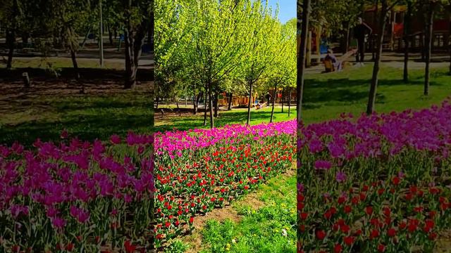 Белгород, сквер Южный. Belgorod, Yuzhny Square. #белгород  #цветы #тюльпаны #belgorod  #flowers