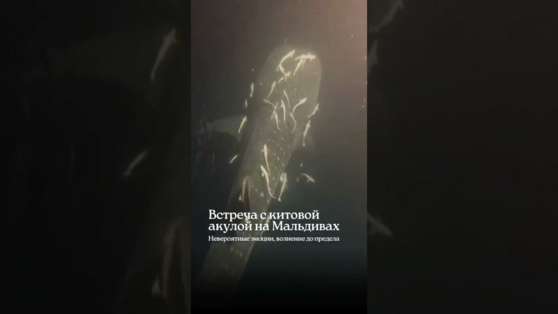 Нереальное видео с китовой акулой на Мальдивах