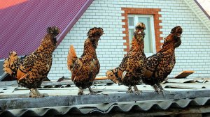 Четыре девицы под окном Four girls got together under the window