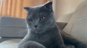 КОТ ИЩЕТ ИГРУШКУ