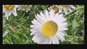 городские зарисовки ВСЕ О РОМАШКАХ