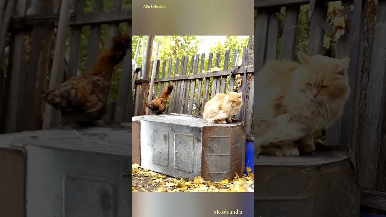 Chicken vs Cat Петухи атакуют кота Пуха  Chicken attacks Pooh #Pavlov_chickens #siberian_cats
