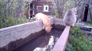 Рыжий кот пьет воду из корыта в огороде