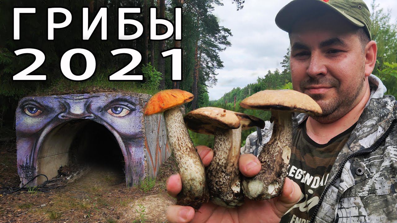 ГРИБЫ В ИЮНЕ 2021 - Первые грибы, комары и змеи в подмосковье. смотреть онлайн