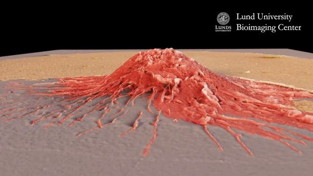 Filipe Pereira – Reprogramming cells paving the way for new cancer treatment