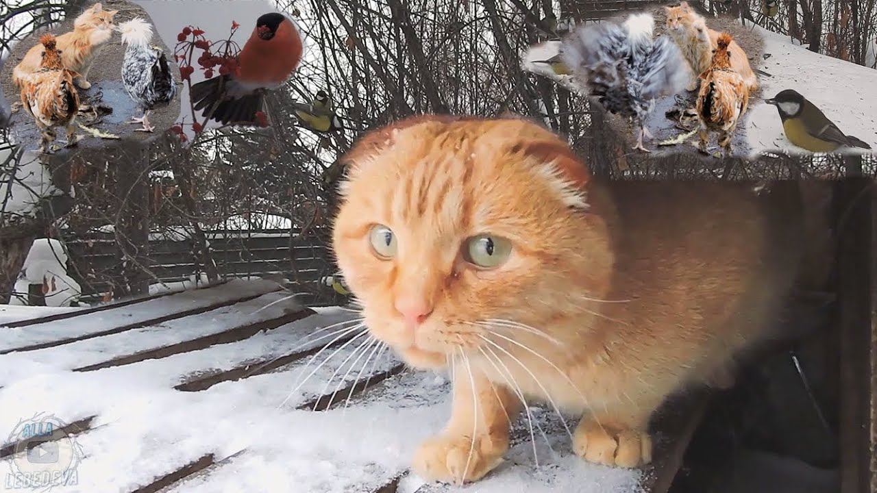 #Chicken_vs_Cat Ноябрь Осень и Зима Сибирские #кошки Не пей из лужи Снегирь-жонглер