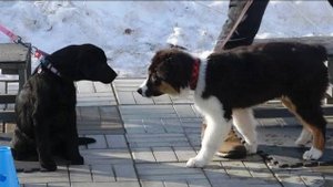 ДТ - 303. Старт курса для щенков 'Счастливый щенок'