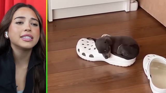 TOP 100 *CUTEST ANIMALS* On The Internet!