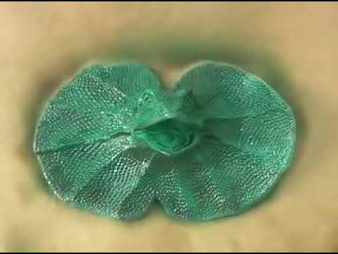 Способ окраски силиконовой поверхности на примере Psycho Paint® смотреть онлайн