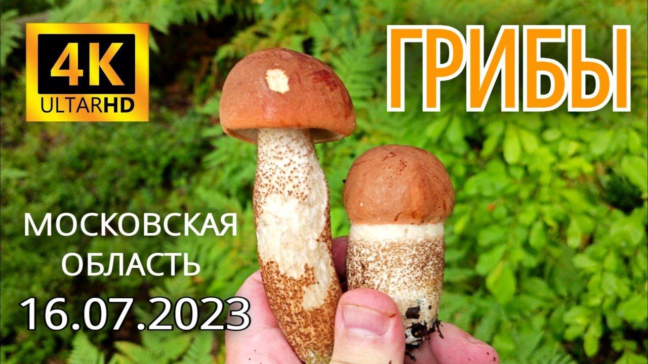 Грибной сезон в Подмосковье 2023 - Утренняя прогулка по грибным местам (4K Ultra HD) смотреть онлайн