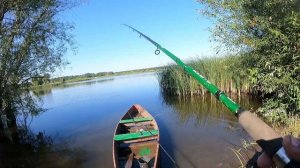 Белый амур и карп на фидеры. Только успеваю догонять удочки