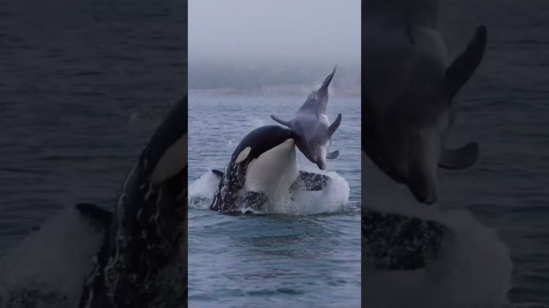 Killer whale and dolphin. Касатка и дельфин #shortsclip #nature #vladana #shortsvideo #travel