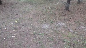 КОНЕЦ ОКТЯБРЯ а МЫ ПО ГРИБЫ в ЛЕС! Почти ПОЛНАЯ КОРЗИНА ГРИБОВ!