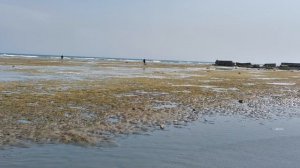 #нерест селёдки#