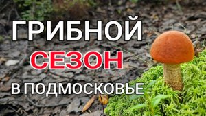 Пошёл в лес за опятами, а нашёл подосиновики. Грибы растут на каждом шагу в Подмосковье!