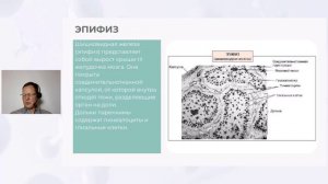 Запись вебинара "Популярная сомнология. Эпифиз и мелатонин". Заботин М.В.