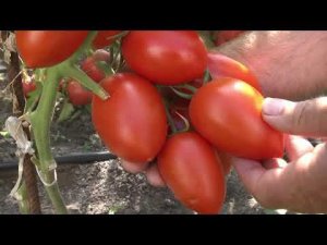 Томаты 2023 часть 2
