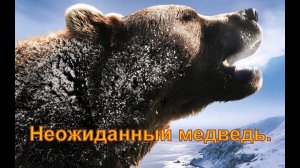 Неожиданный медведь
