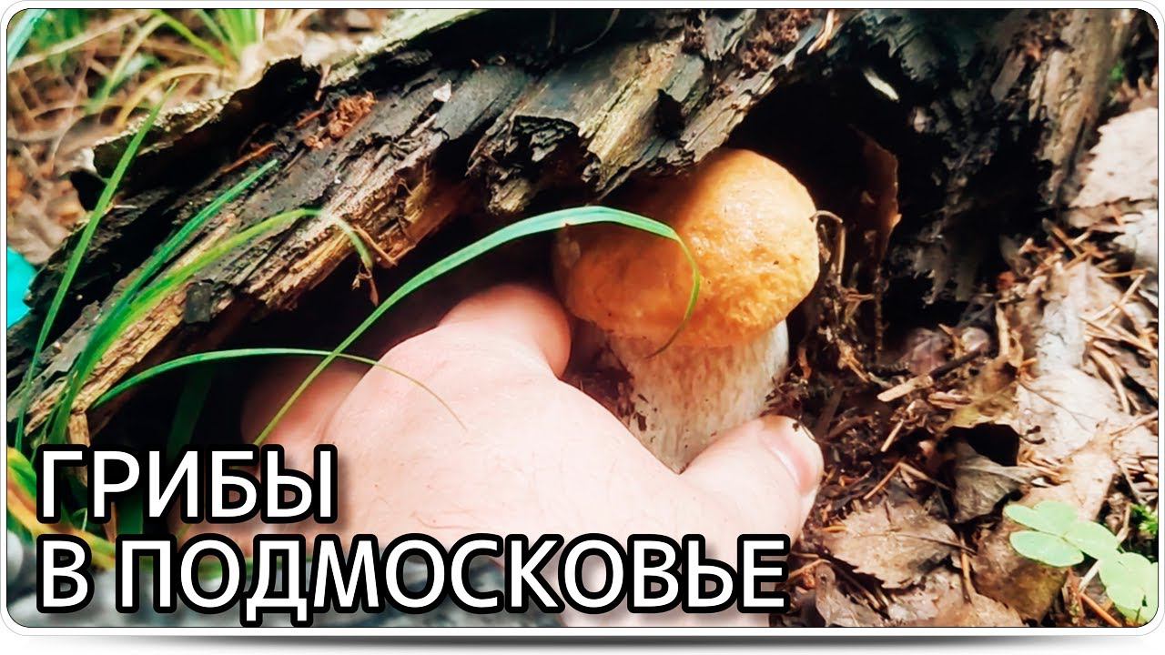 Белые грибы в московской области. Грибные места 2020 смотреть онлайн