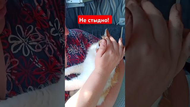 Яне стыдно тебе?