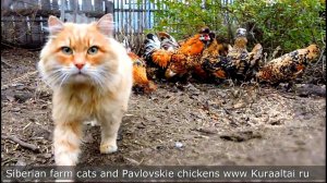 #1 Siberian Farm cats and Rooster Кот да петух, Сибирские кошки и Павловские куры