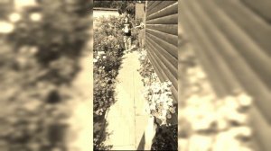 Грандмастер vs Осы