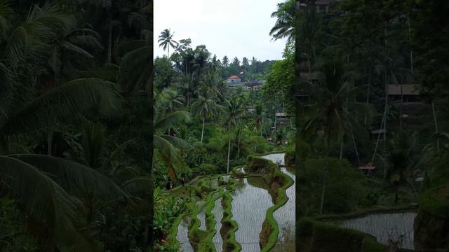 Рисовые террасы Тегаллаланг на острове Бали. Tegallalang Rice terraces in Bali  #убуд #bali #ubud