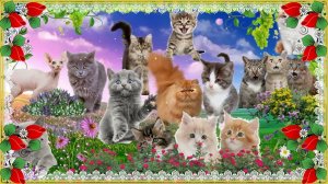 Милые котята (BluffTitler16)