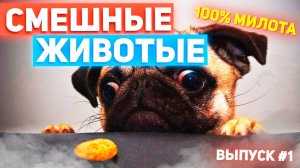 😻 МЕМНЫЕ ЖИВОТНЫЕ ВЫПУСК #1 | СМЕШНЫЕ ПРИКОЛЫ С ЖИВОТНЫМИ | С ОЗВУЧКОЙ 😻