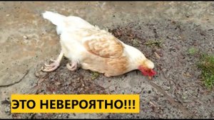 ГИПНОЗ ЖИВОТНЫХ ИЛИ КАТАЛЕПСИЯ ?! #ЖИВОТНЫЙМИР #ЗВЕРИ #ЖИВОТНЫЕ #БИОЛОГИЯ
