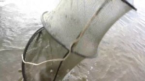 ОГРОМНЫЙ линь на удочку! ЩУчКА НА ЖИВЦА!