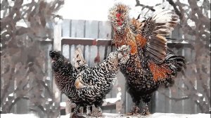 #Поет_петух #Сибирская_мохноножка Павловская порода кур Siberian fawl, Pavlovskie #chickens