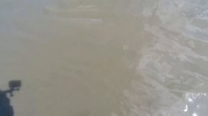 ОТ КУДА ЗДЕСЬ СТОЛЬКО РЫБЫ?! ОНА НА КОНЧАЕТСЯ! ЛОВИМ РЫБУ САЧКОМ И РУКАМИ! ЗАРЫБЛЯЕМ БОЛОТО РЫБОЙ!