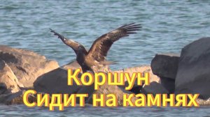 Коршун сидит на камнях Обское водохранилище в Новосибирске. Птицы Новосибирской области.