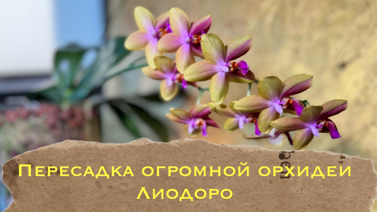 #Phal. Liodoro Пересадка большой взрослой цветущей орхидеи 🤞🏻#уходзаорхидеями #orchid